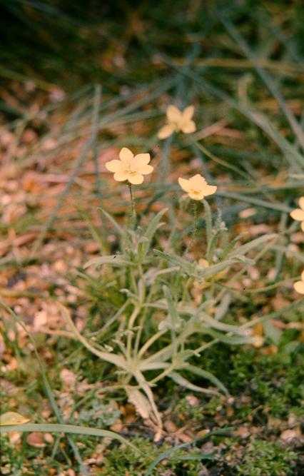 Platystemon californicus 