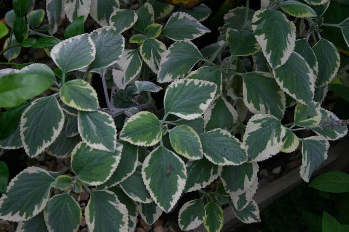 Plectranthus argentatus 'Hill House' 