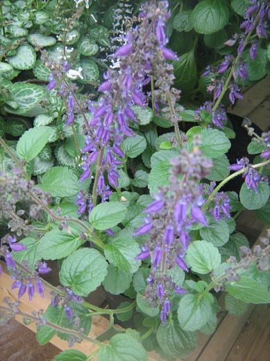 Plectranthus barbatus barbatus 