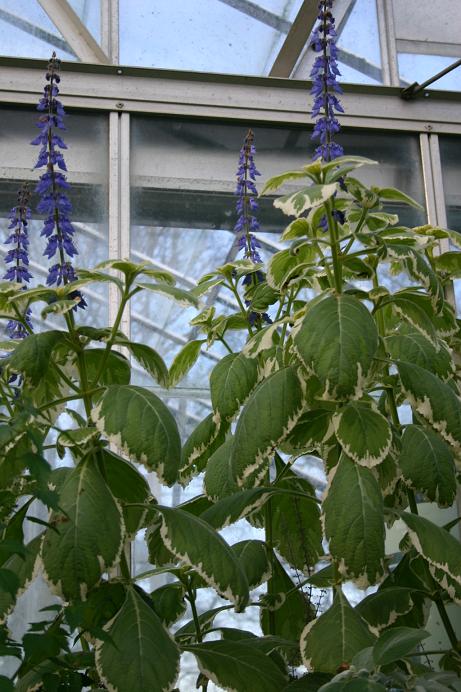 Plectranthus barbatus grandis 'Variegata' 