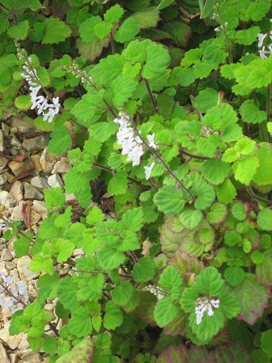 Plectranthus ernestii 