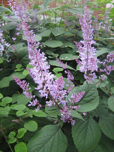 Plectranthus fruticosus 'James' 