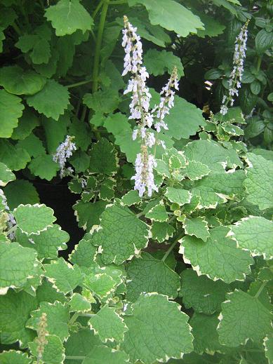 Plectranthus hadiensis tomentosus 'Variegated' 