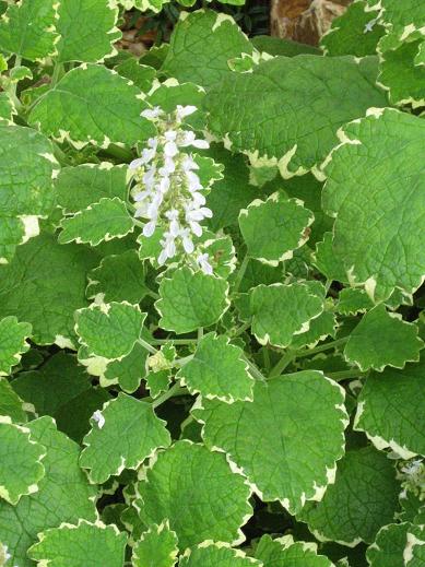 Plectranthus hadiensis tomentosus 'Variegated' 