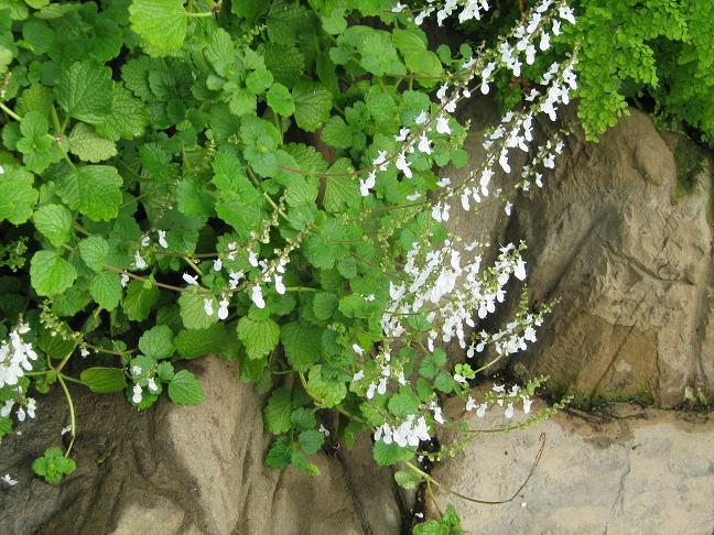 Plectranthus madagascariensis 