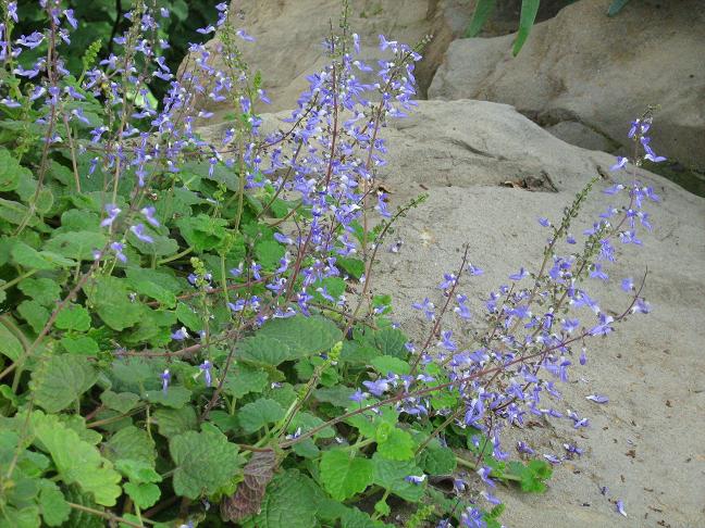 Plectranthus mutabilis 