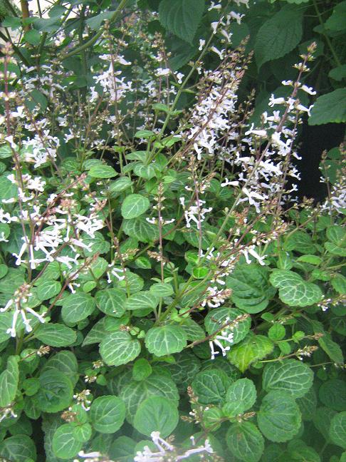 Plectranthus oertendahlii 