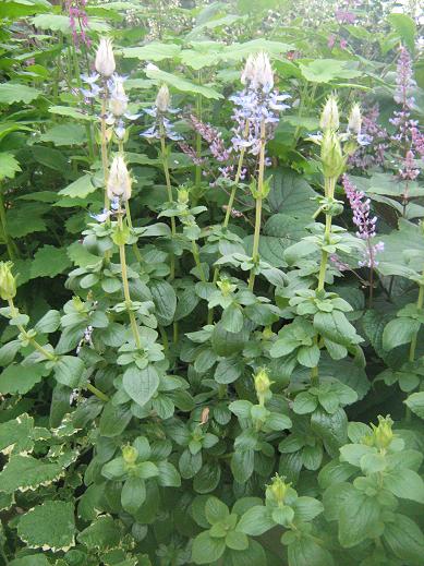 Plectranthus ornatus 