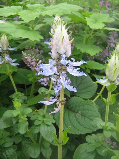 Plectranthus ornatus 