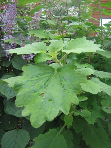 Plectranthus petiolaris 