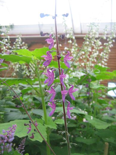 Plectranthus petiolaris 