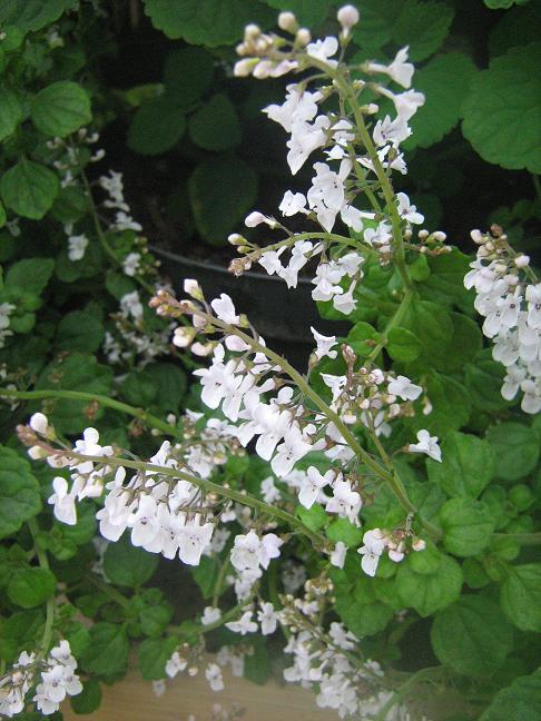 Plectranthus purpuratus 