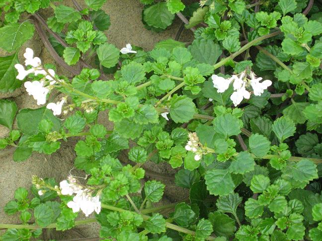 Plectranthus strigosus 