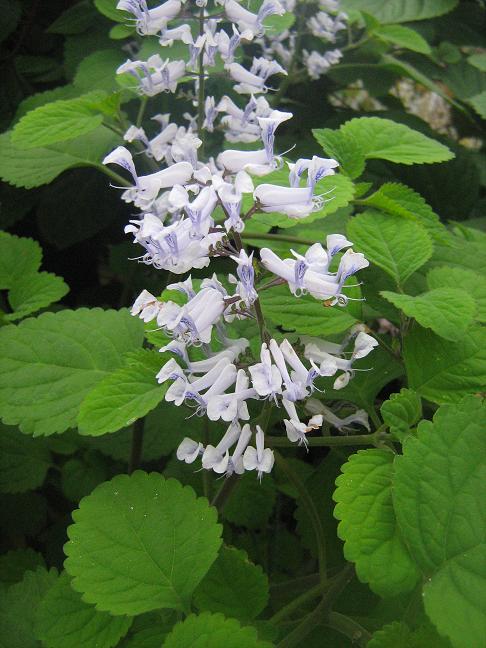 Plectranthus zuluensis 