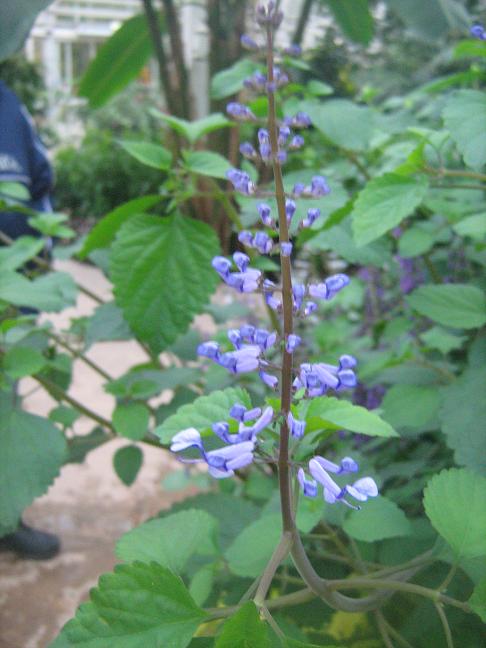 Plectranthus zuluensis 'Blue Stemmed' 