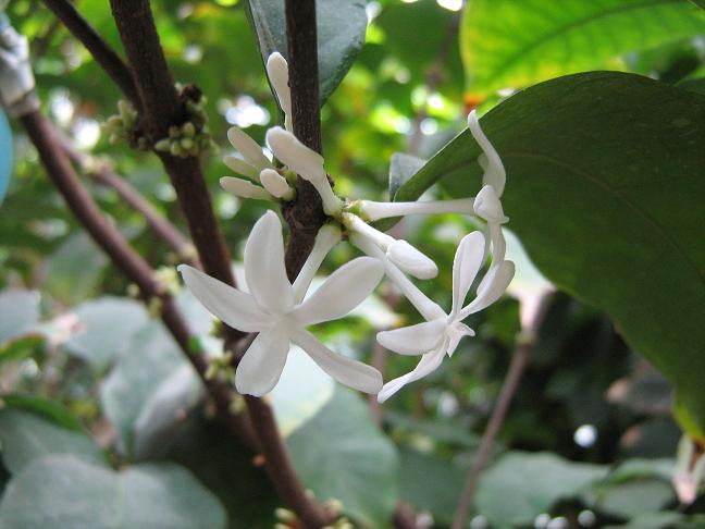 Pleiocarpa mutica 