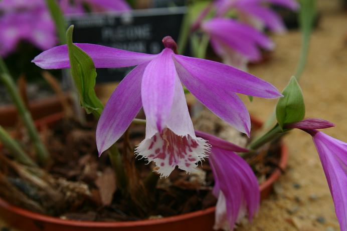 Pleione Alishan 'Merlin' 