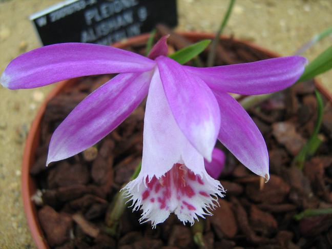 Pleione Alishan 'Merlin' 