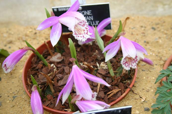 Pleione Alishan 'Mount Fuji' 