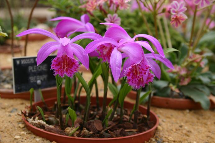 Pleione Berapi 