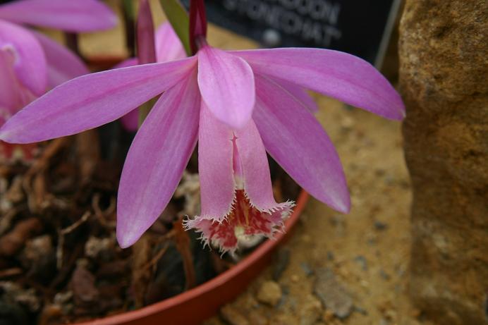 Pleione 