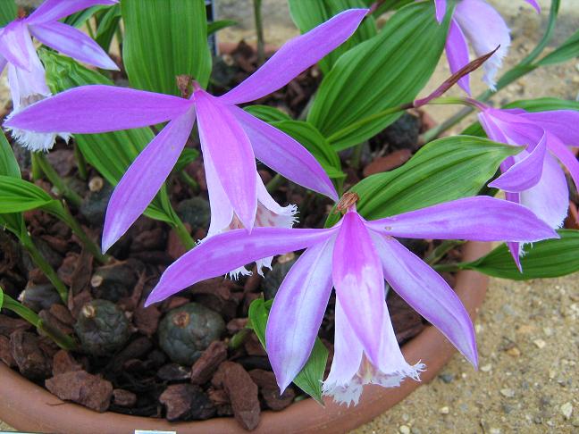 Pleione 