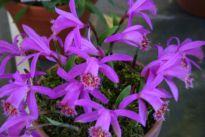 Pleione  El Pico