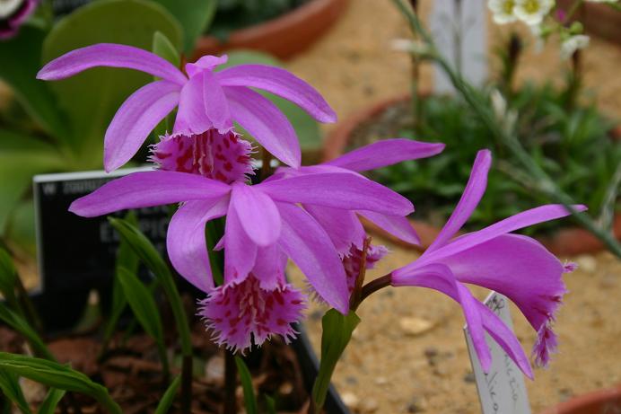 Pleione El Pico 'Kestrel'