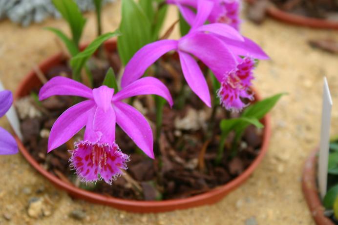 Pleione El Pico 'Pheasant'