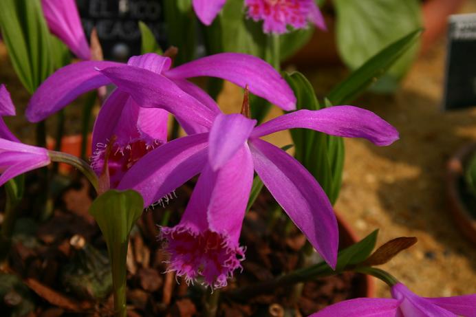 Pleione El Pico 'Pheasant'