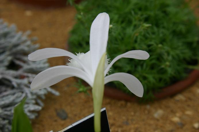 Pleione formosana 'Avalanche'