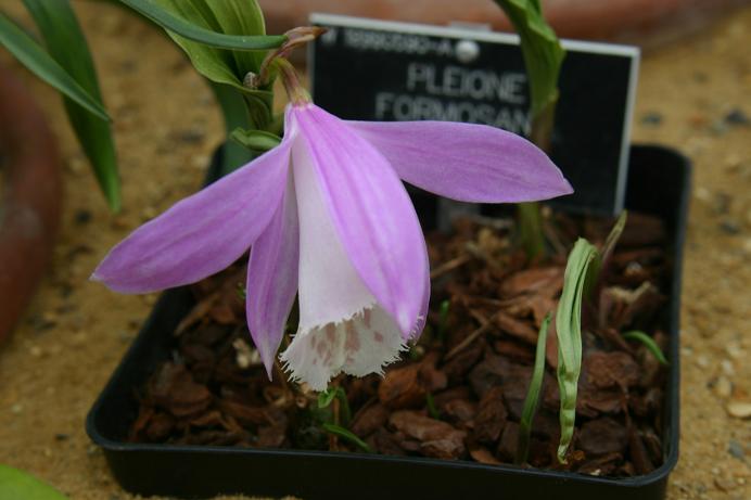 Pleione formosana 'Ben Nevis'