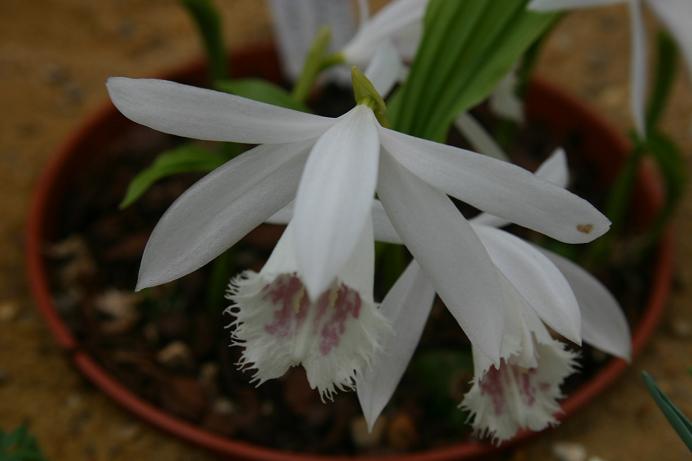 Pleione formosana 'Cairngorm'