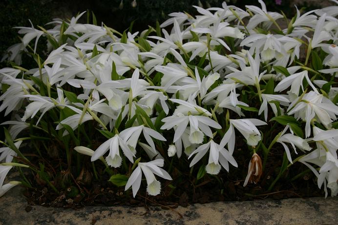 Pleione formosana 'Clare'