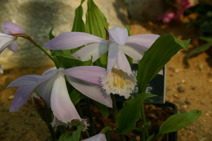 Pleione formosana 'Little Winnie'