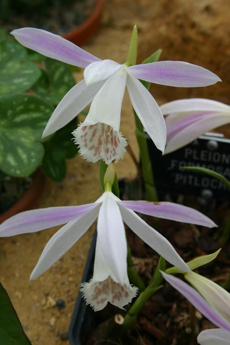 Pleione formosana 'Pitlochry'