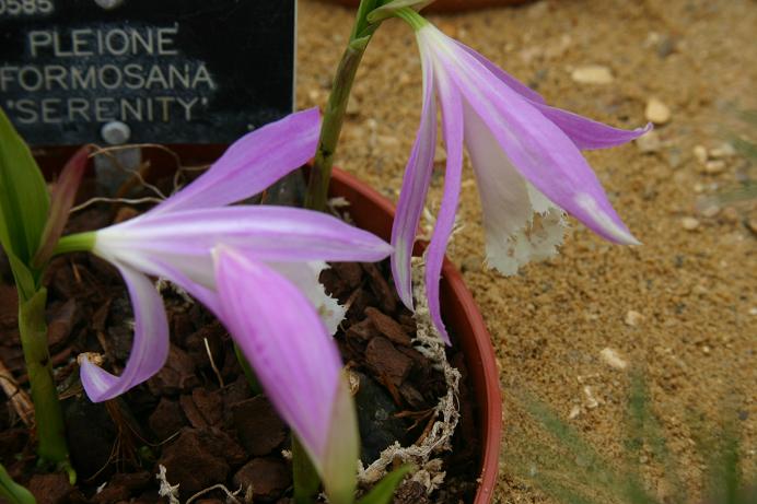 Pleione formosana 'Serenity'