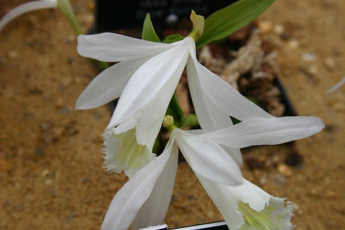 Pleione formosana 'Snowbunting'