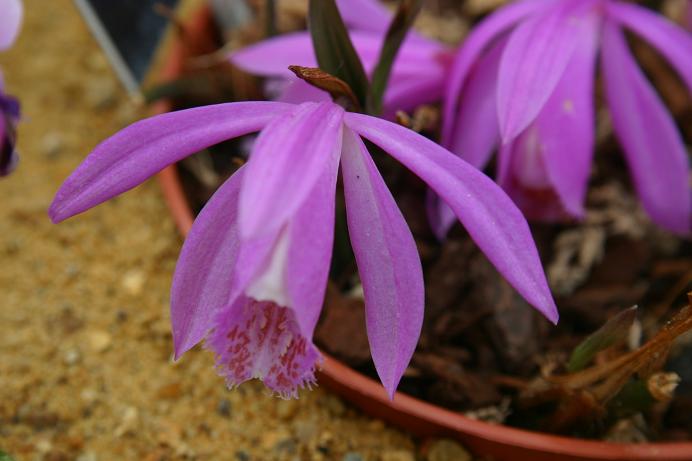 Pleione Hekla