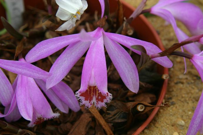 Pleione Hekla 'Partridge'