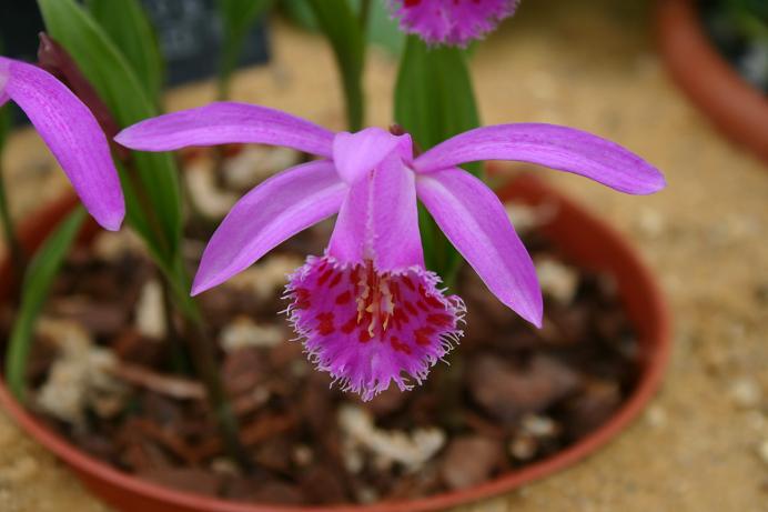 Pleione Jorullo 'Long Tailed Tit'