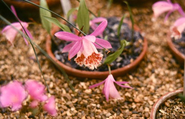 Pleione limprichtii