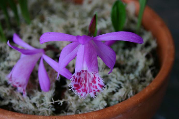 Pleione limprichtii