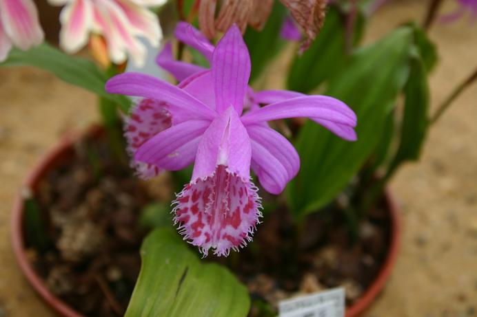 Pleione limprichtii