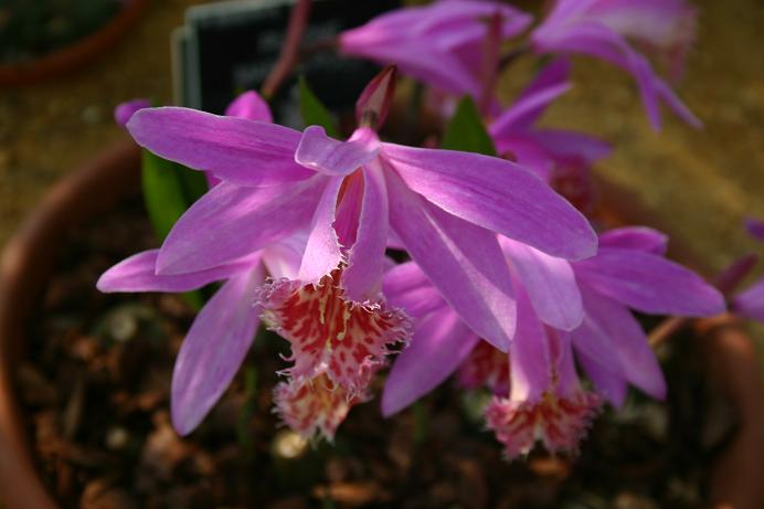 Pleione Marco Polo