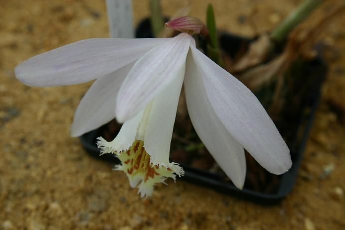 Pleione Massaya