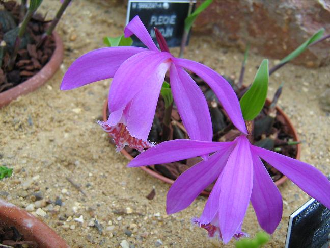 Pleione Myojin