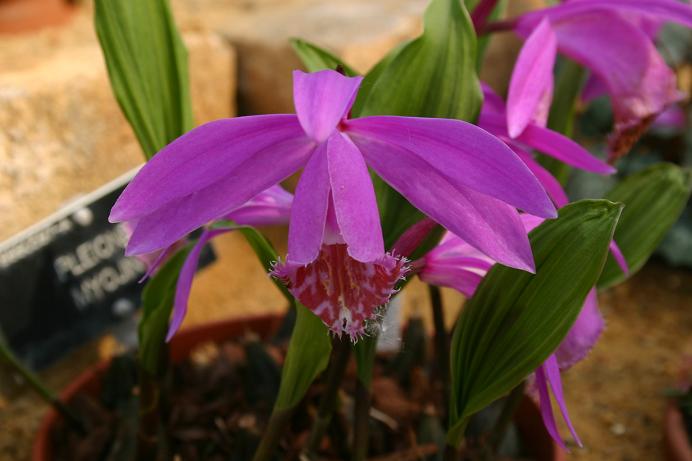 Pleione Myojin