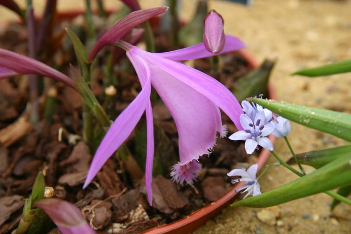 Pleione Orinoco