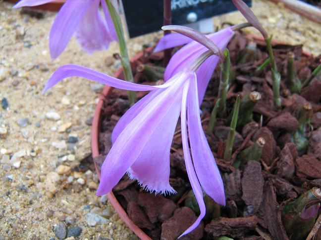 Pleione Orinoco